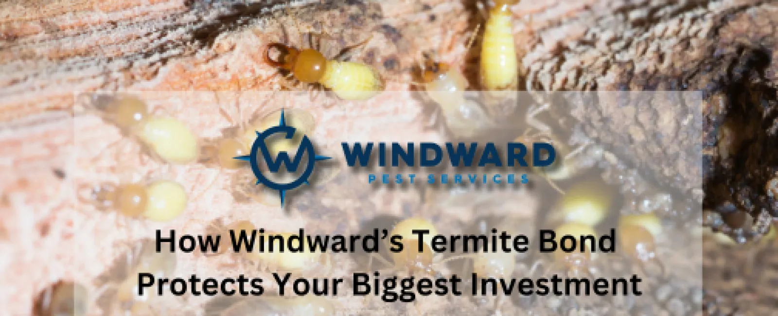 How Windward’s Termite Bond Protects Your Biggest Investment