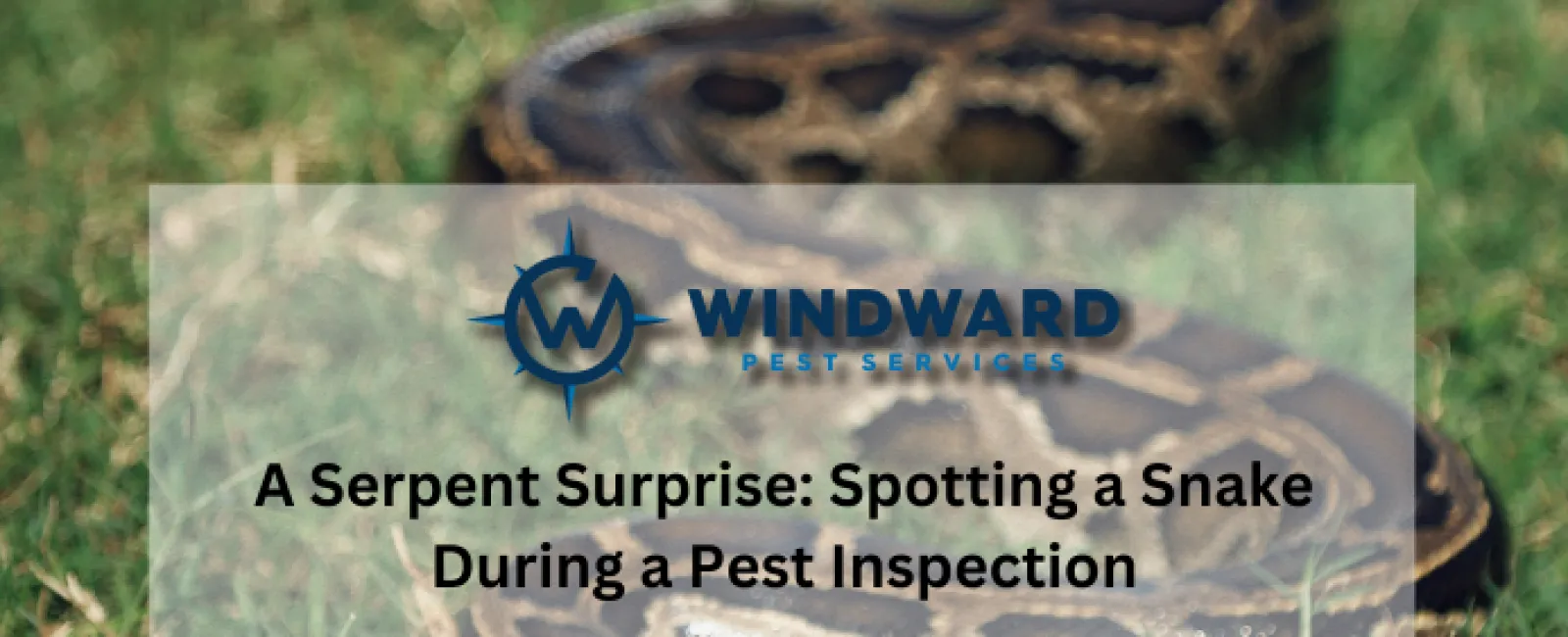 A Serpent Surprise: Spotting a Snake During a Pest Inspection