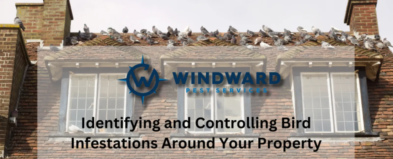 Identifying and Controlling Bird Infestations Around Your Property