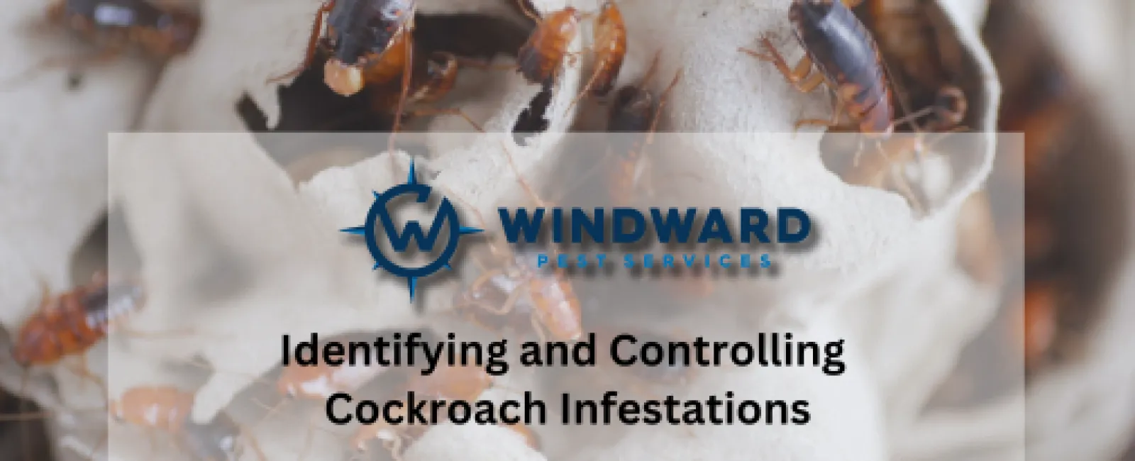 Identifying and Controlling Cockroach Infestations