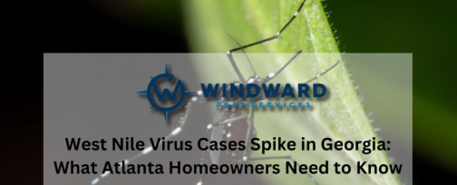 West Nile Virus Cases Spike in Georgia: What Atlanta Homeowners Need to Know