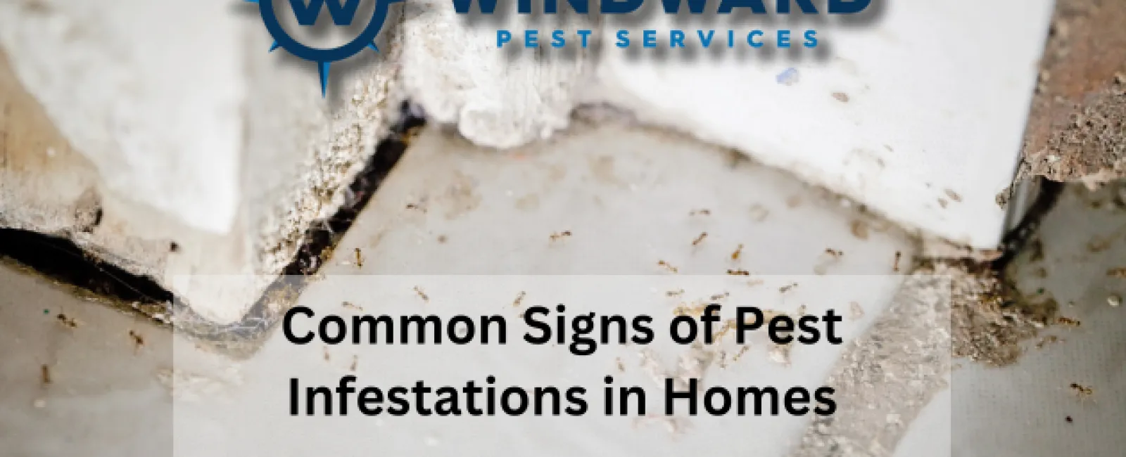Common Signs of Pest Infestations in Homes