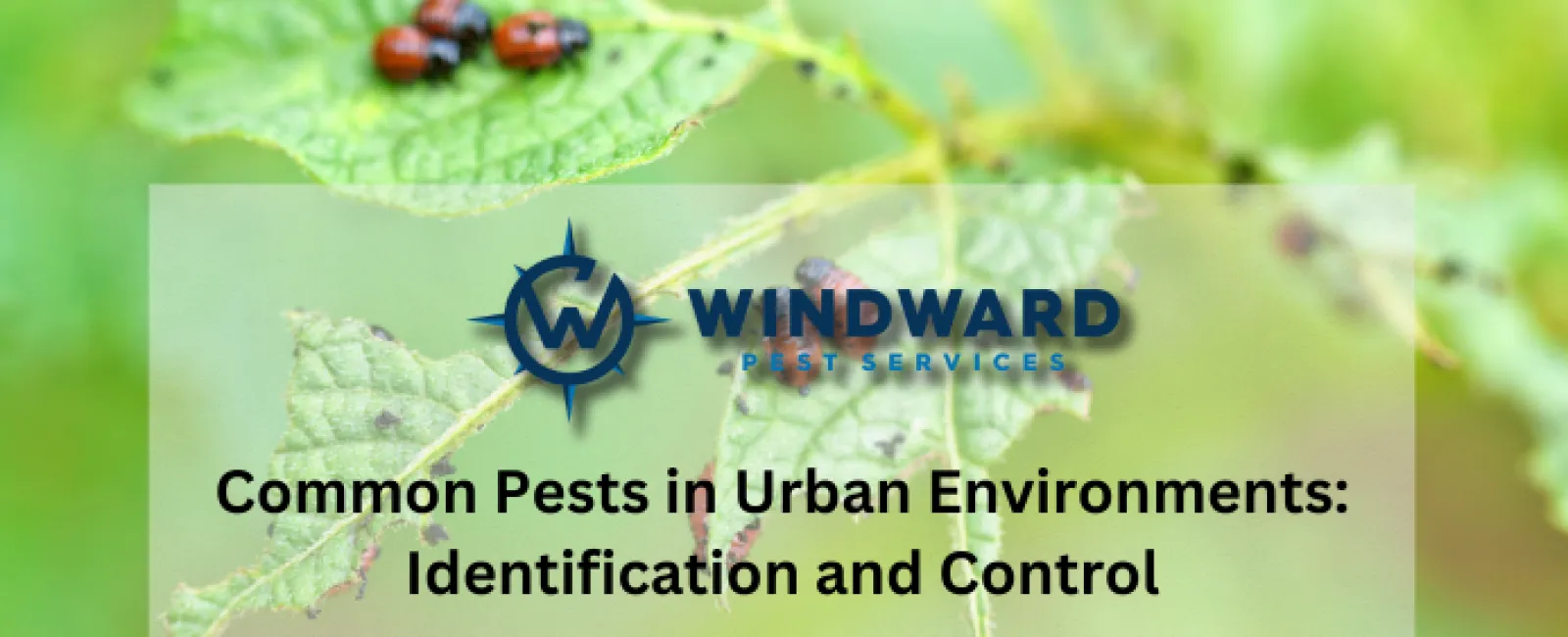 Common Pests in Urban Environments: Identification and Control