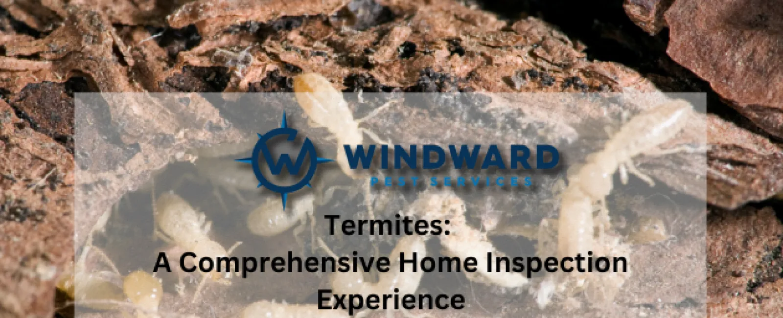 Termites: A Comprehensive Home Inspection Experience