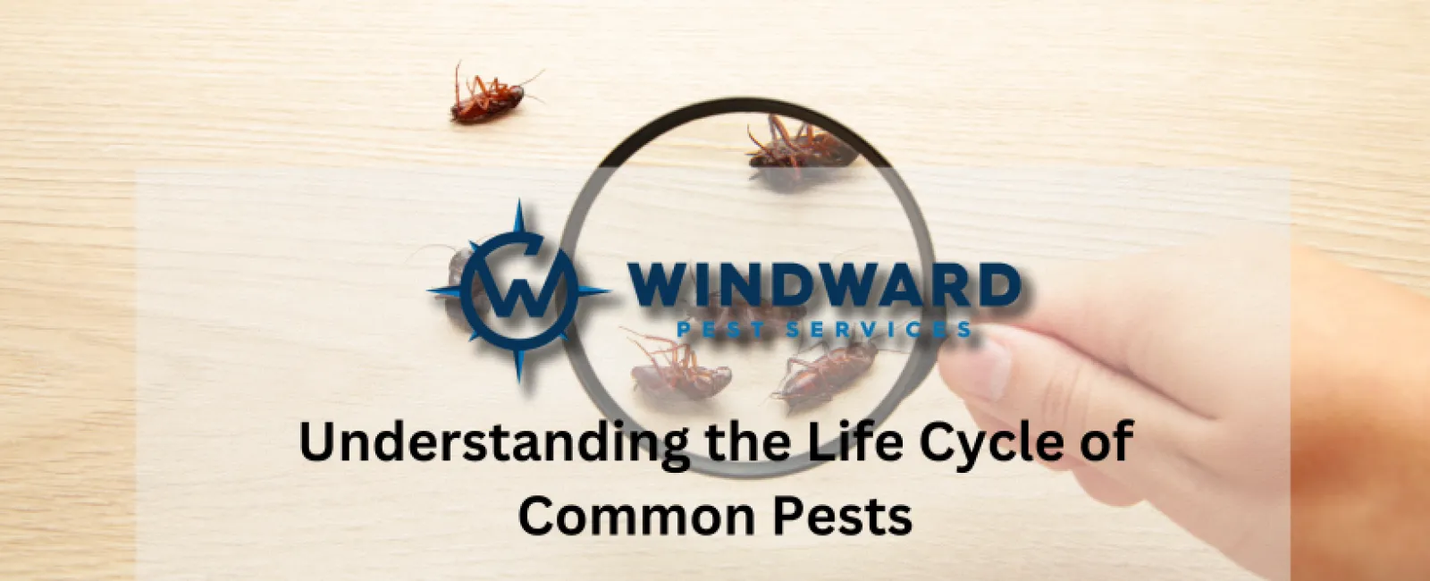 Understanding the Life Cycle of Common Pests