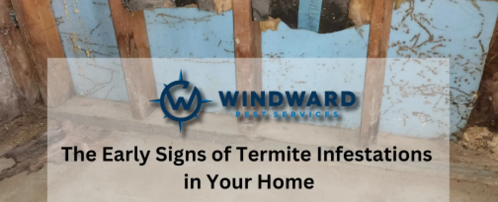 The Early Signs of Termite Infestations in Your Home