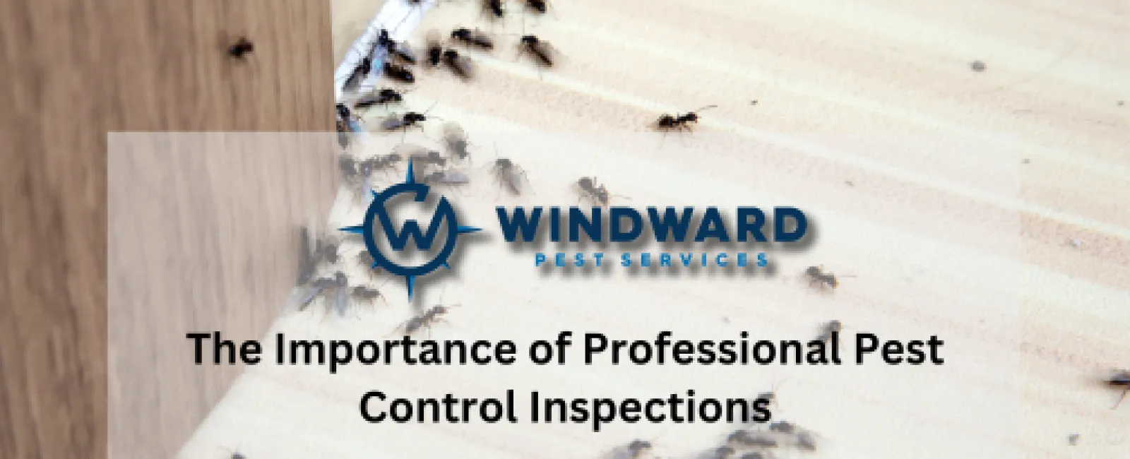 The Importance of Professional Pest Control Inspections