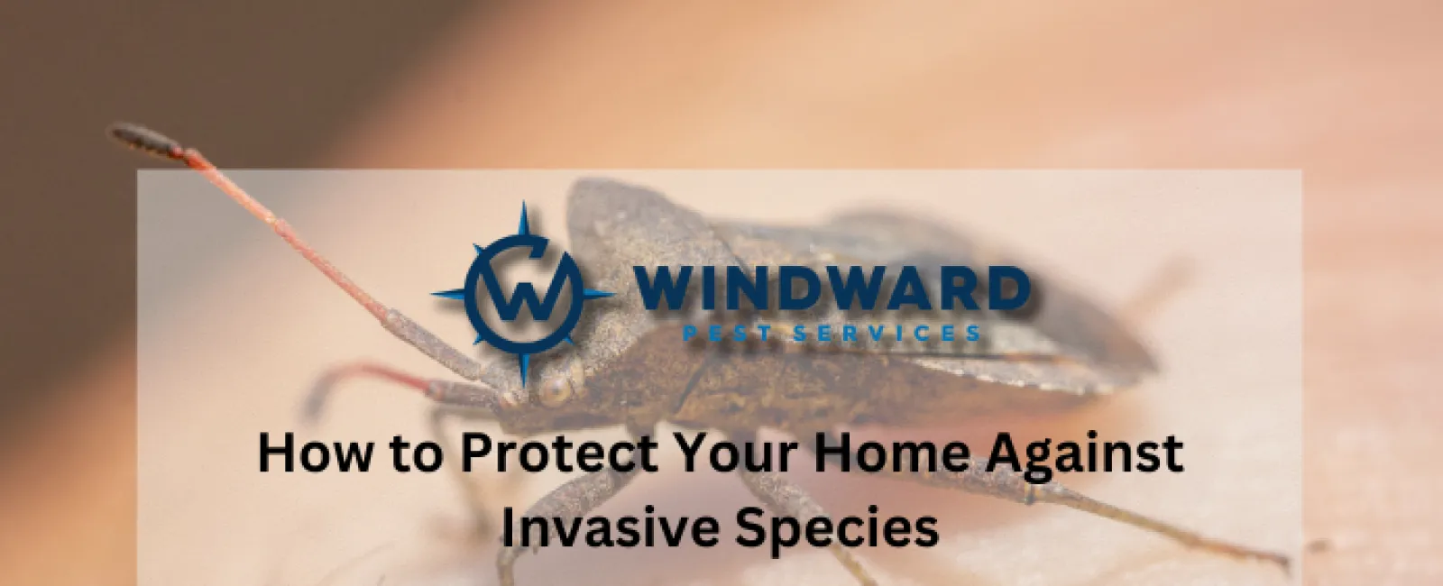 How to Protect Your Home Against Invasive Species