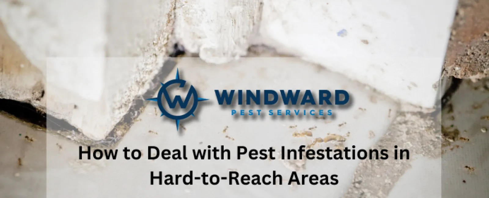 How to Deal with Pest Infestations in Hard-to-Reach Areas