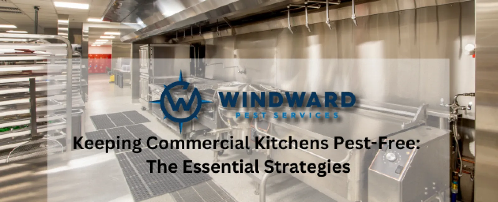 Keeping Commercial Kitchens Pest-Free: The Essential Strategies
