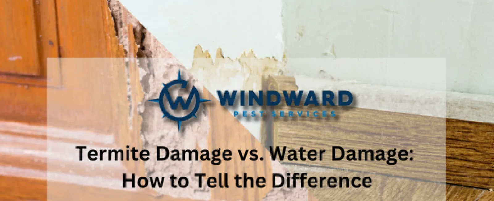 Termite Damage vs. Water Damage: How to Tell the Difference