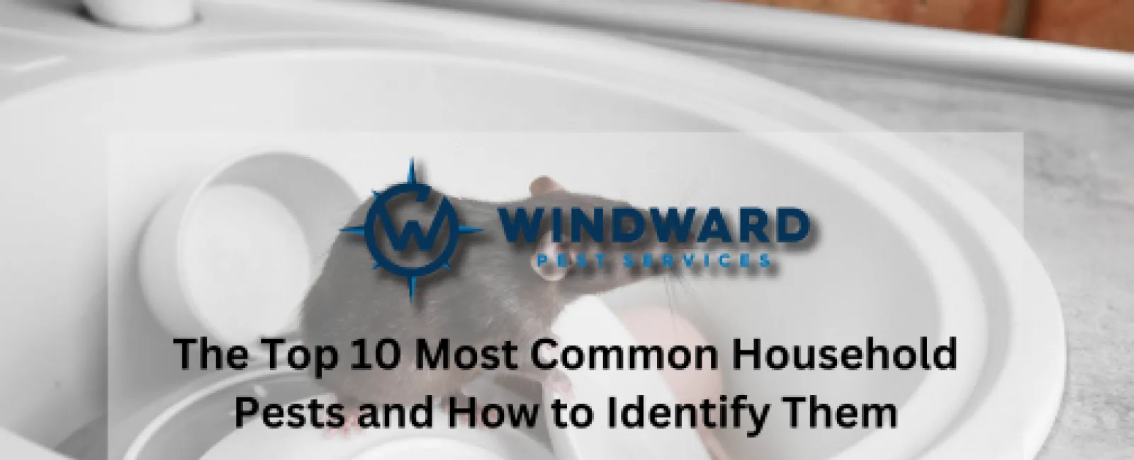 The Top 10 Most Common Household Pests and How to Identify Them