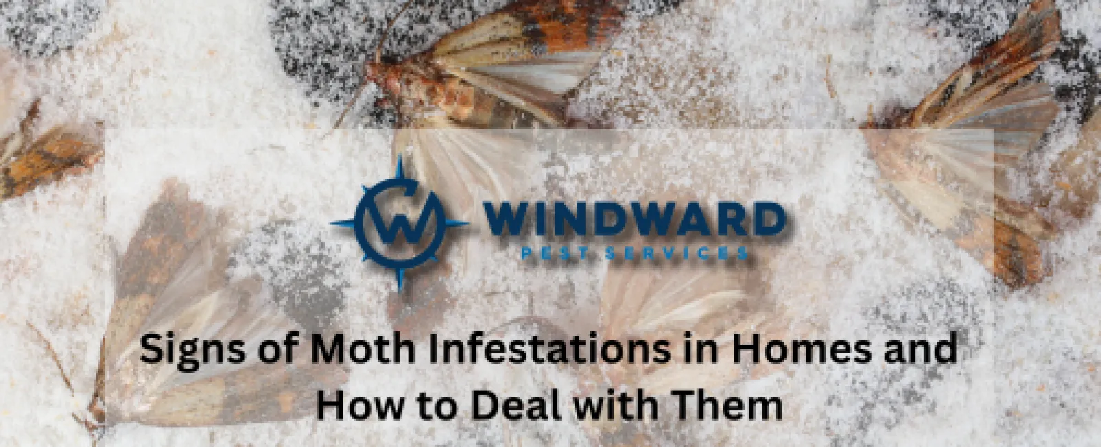 Signs of Moth Infestations in Homes and How to Deal with Them