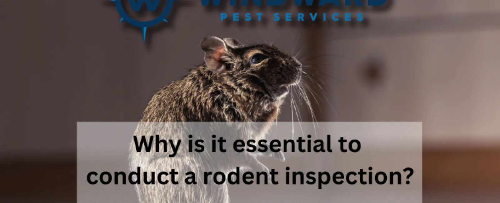 Rodent Inspection