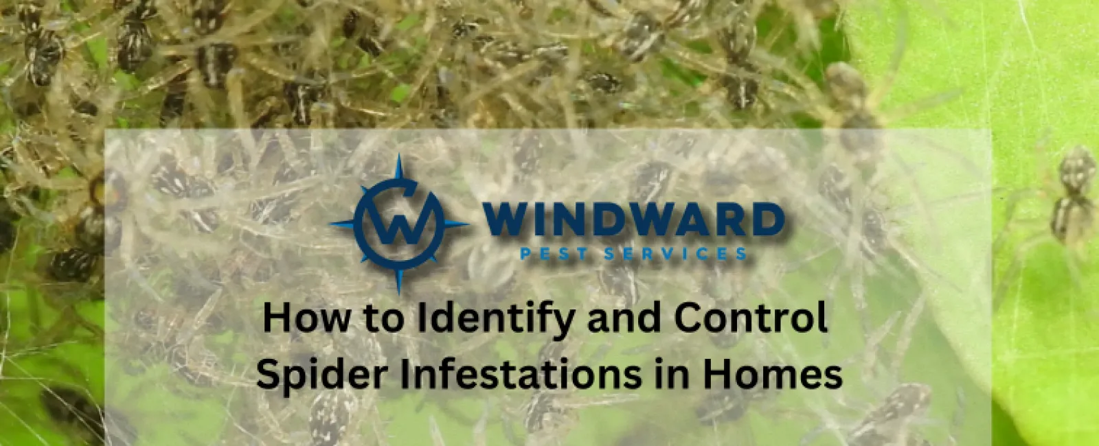 How to Identify and Control Spider Infestations in Homes