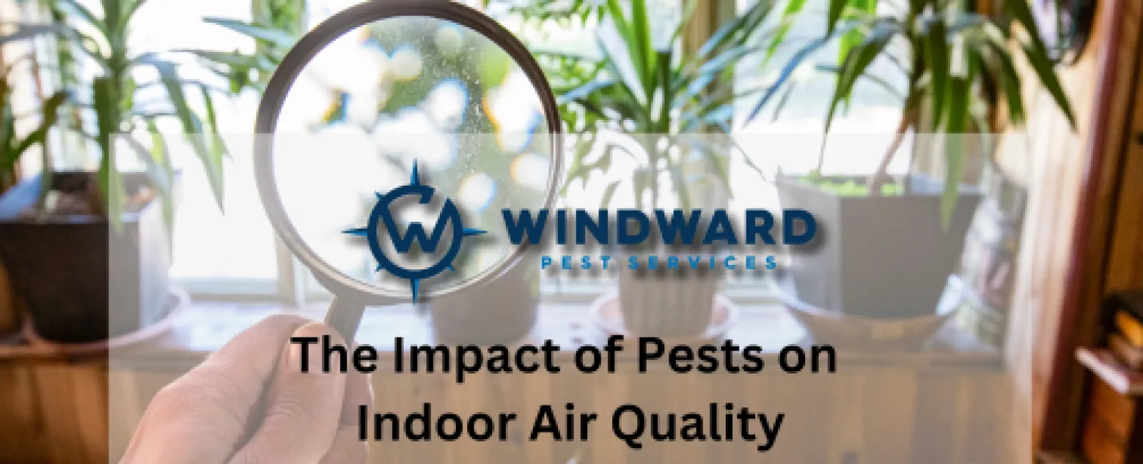 The Impact of Pests on Indoor Air Quality