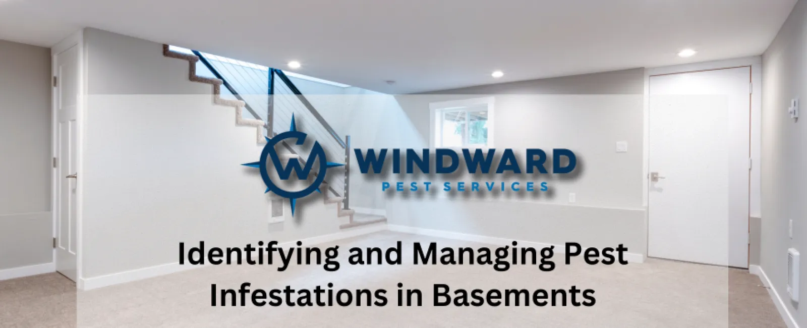 Identifying and Managing Pest Infestations in Basements