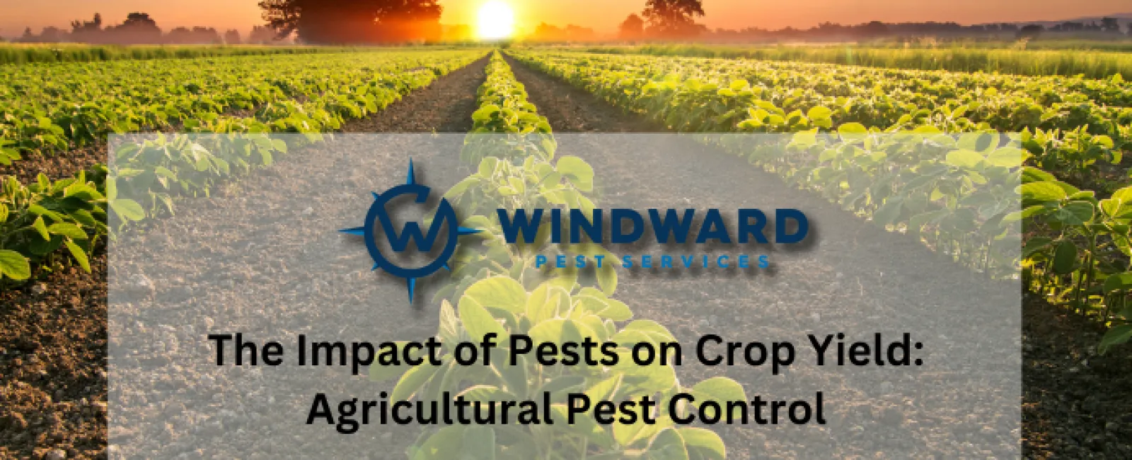 The Impact of Pests on Crop Yield: Agricultural Pest Control