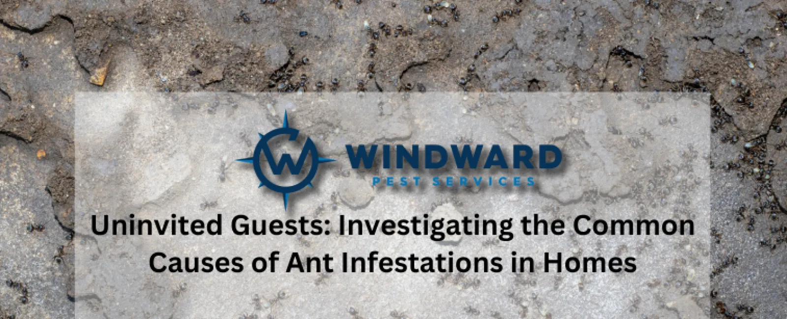Uninvited Guests: Investigating the Common Causes of Ant Infestations in Homes
