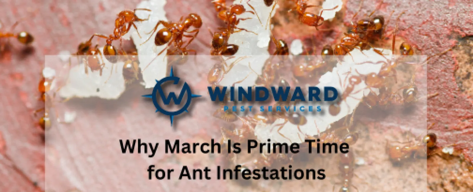 Why March Is Prime Time for Ant Infestations