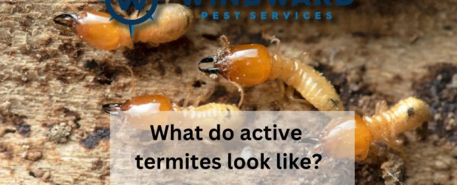 What do active termites look like?