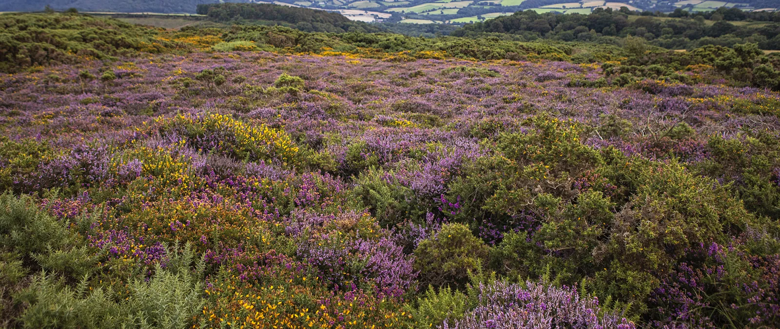 Expansive field of purple heather and green shrubs with rolling hills and farmland in the distance under a cloudy sky