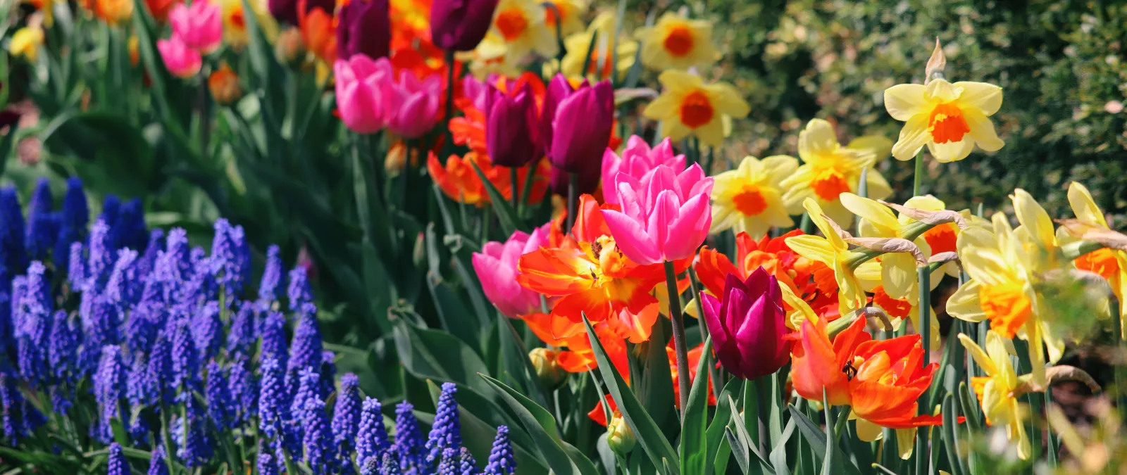 Vibrant garden bed with rows of purple grape hyacinths, pink and purple tulips, orange tulips, and yellow daffodils.