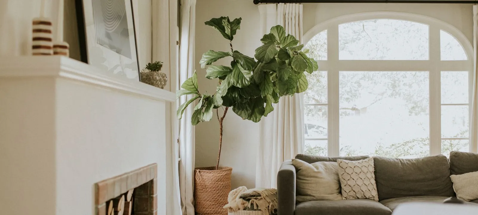 Cozy living room with large arched window, gray sofa, indoor fiddle leaf fig plant, and decorative basket with blankets.