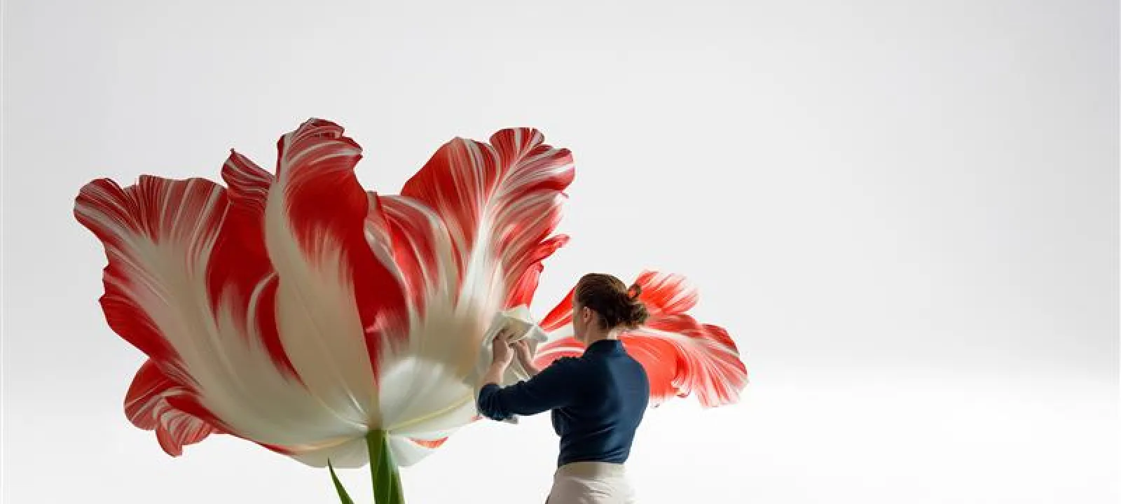 Woman cleaning or admiring a giant red and white striped tulip flower against a plain white background