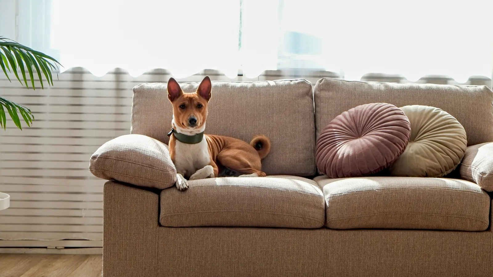 a dog on a couch