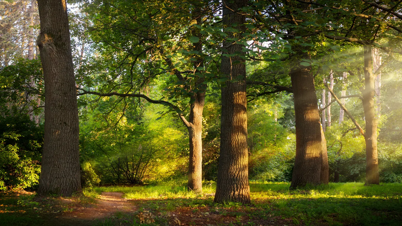 Sunlight filters through tall trees in a green forest with a dirt path winding through the foliage.