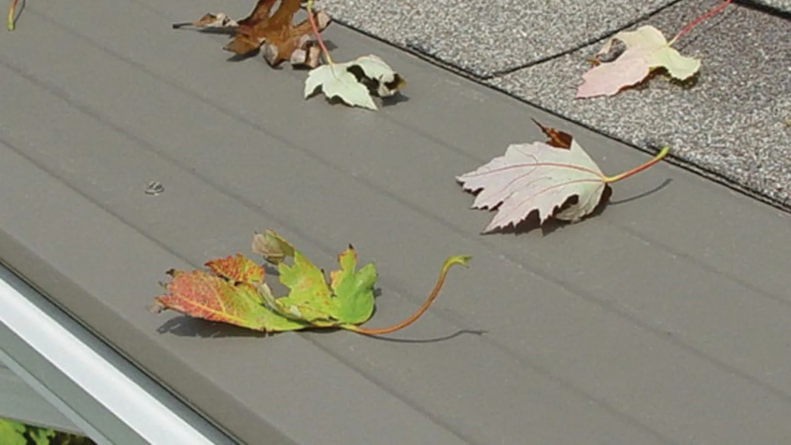 The Truth About Gutter Protection