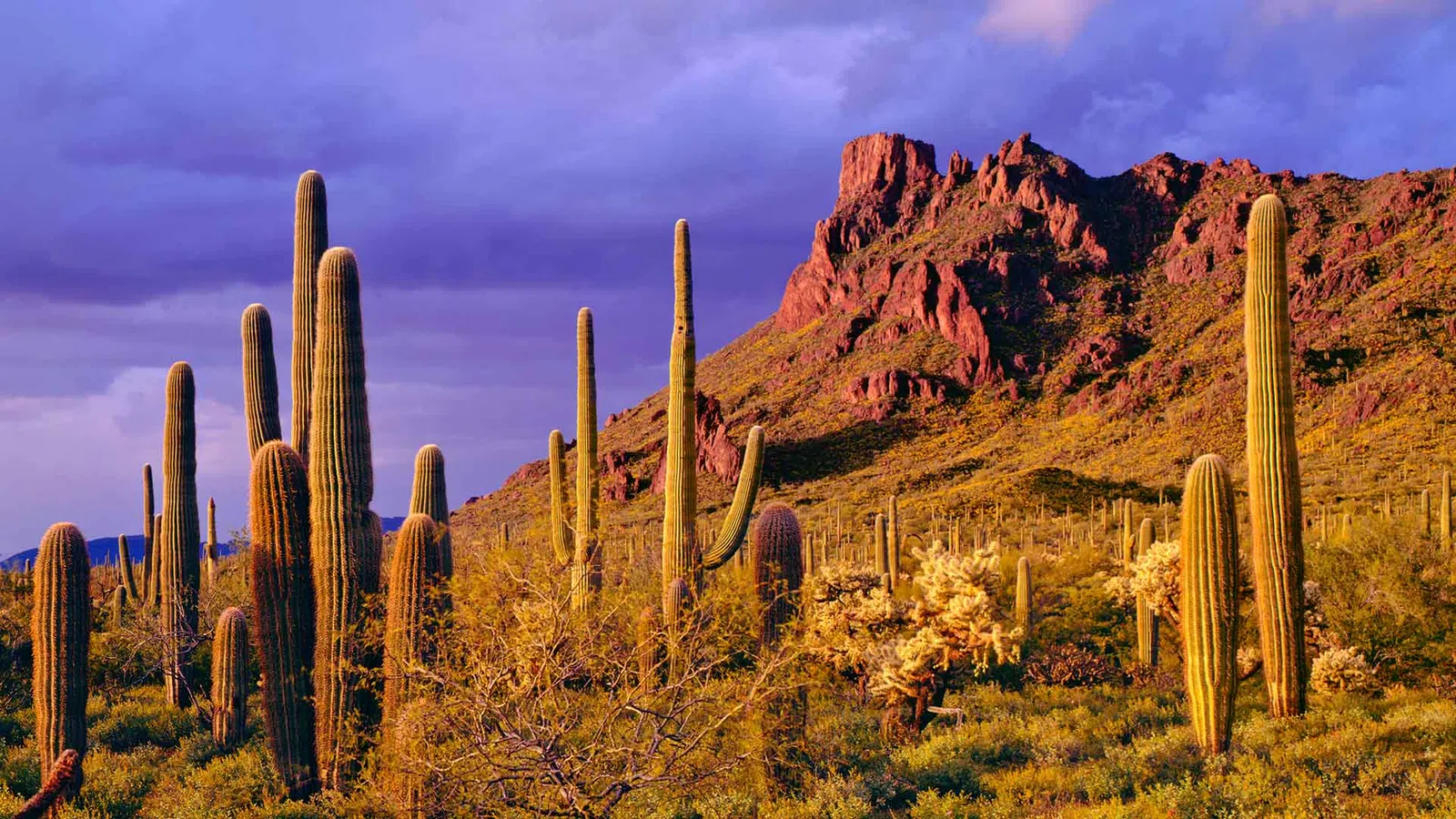 Saguaro cacti in a desert landscape at sunset with a rocky mountain under a purple sky