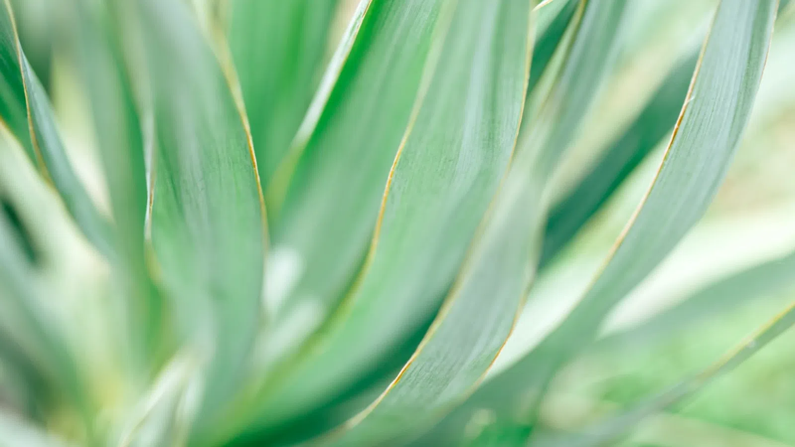Close-up of green agave plant leaves with soft natural light and blurred background.