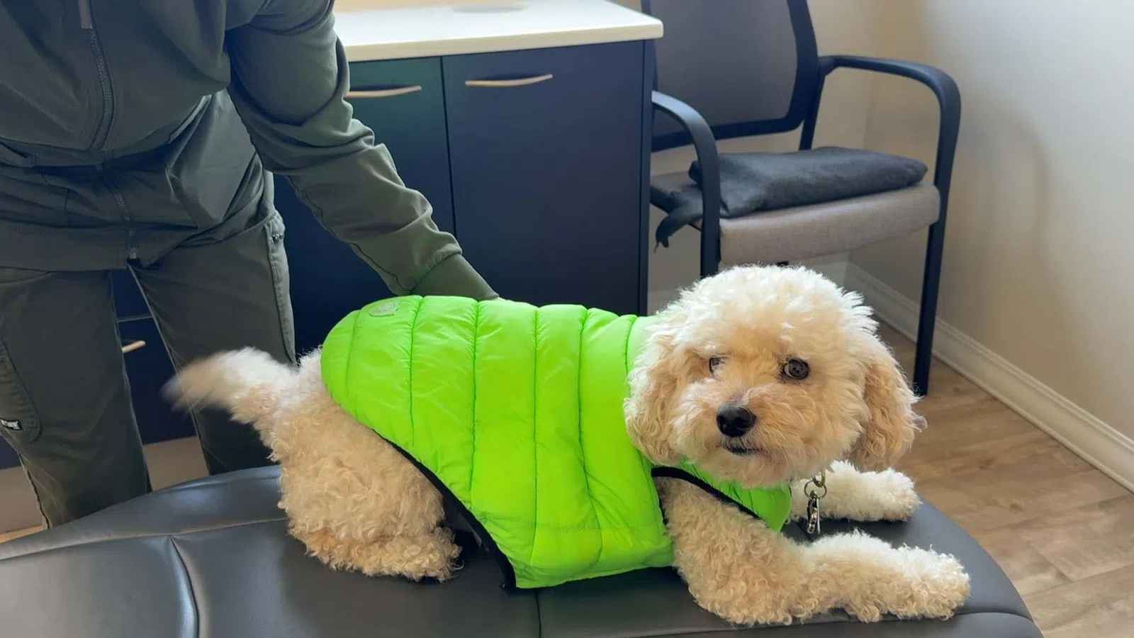 Small curly white dog wearing a bright green vest lying on a black table with a person nearby in an office.
