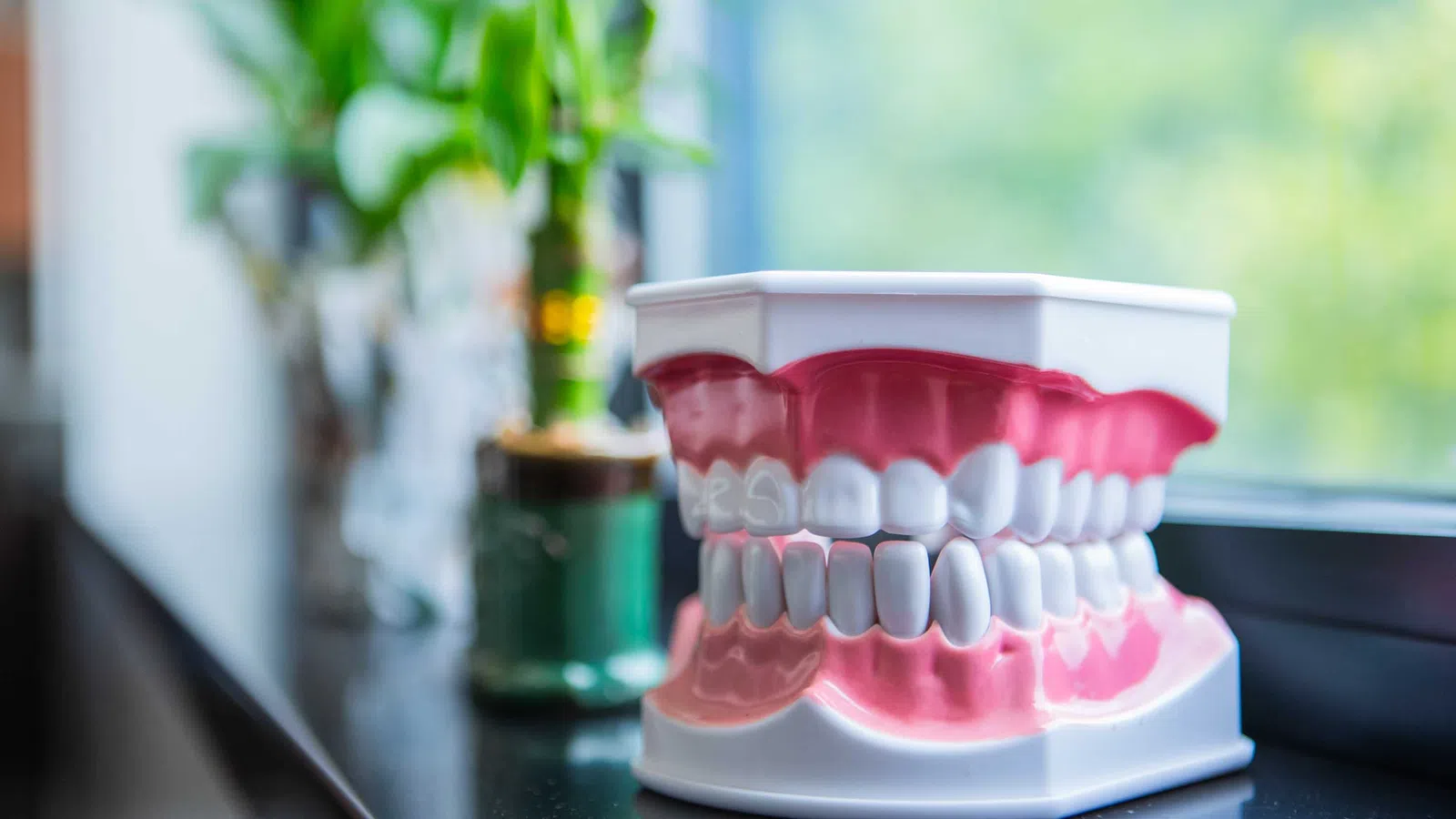 Dental model of human teeth and gums on a windowsill with blurred green plants in the background