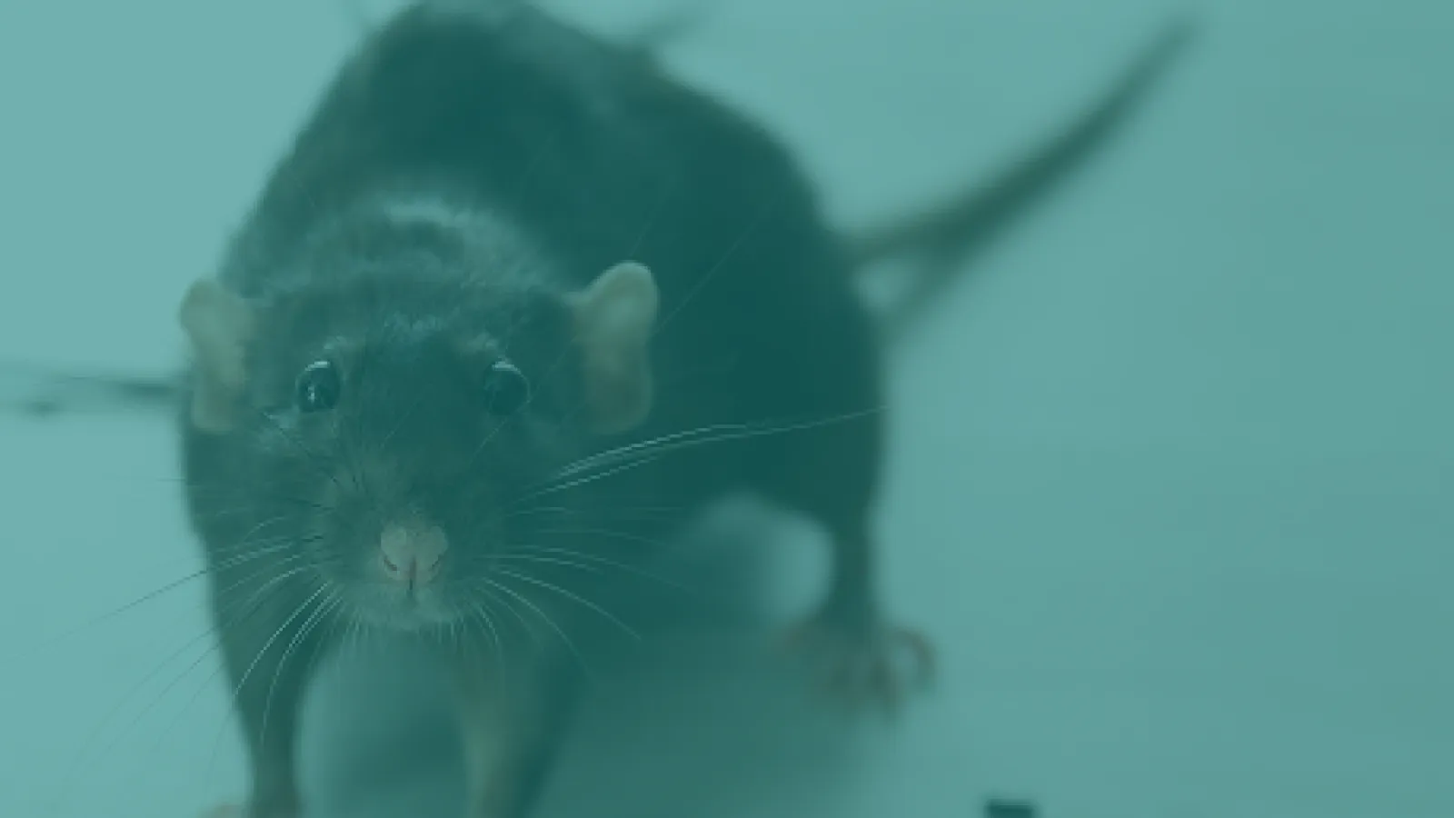 Close-up of a curious rat exploring its environment with distinct whiskers and eyes.