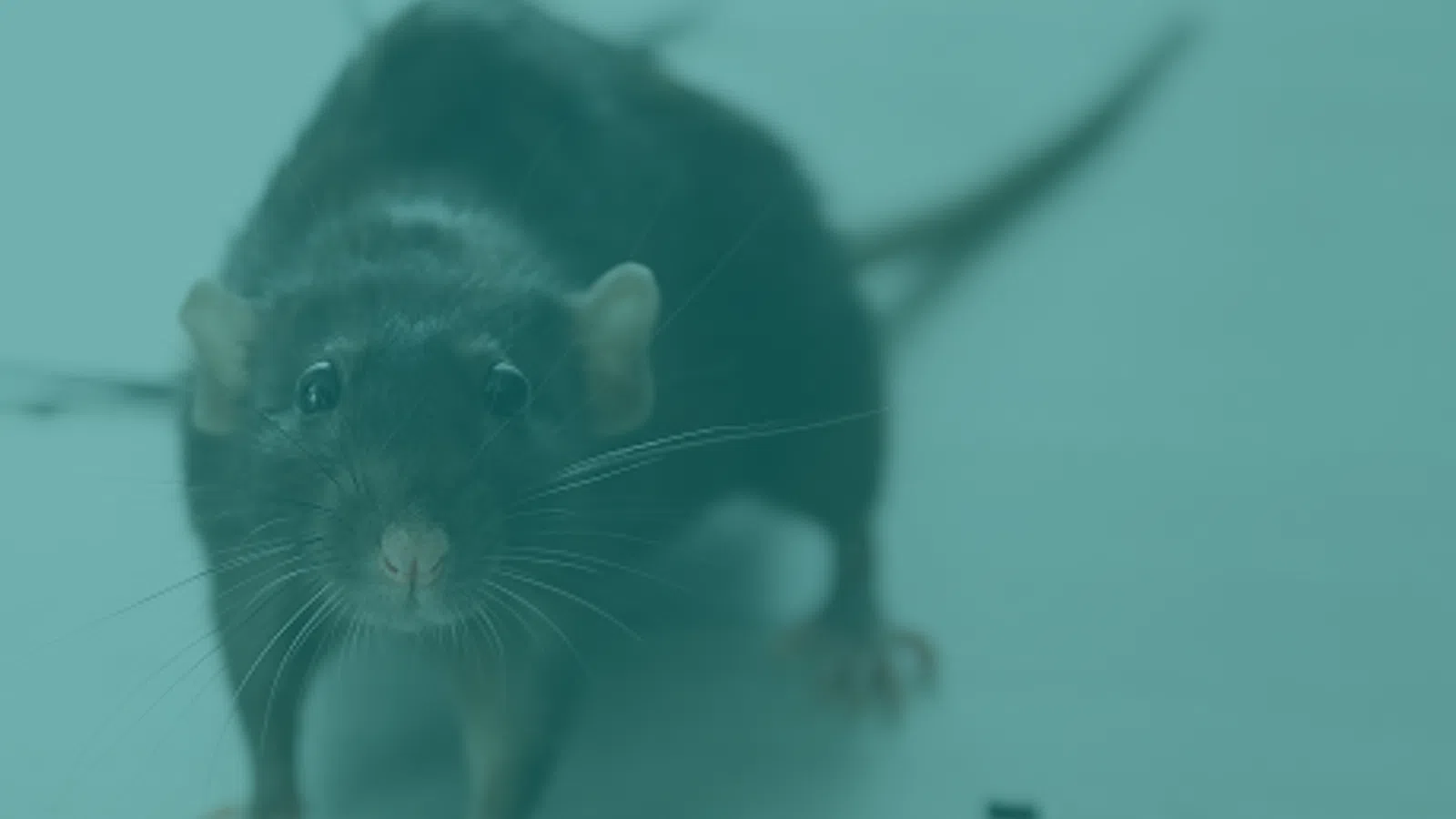 Close-up of a black rat standing on a white surface with its tail extended behind.
