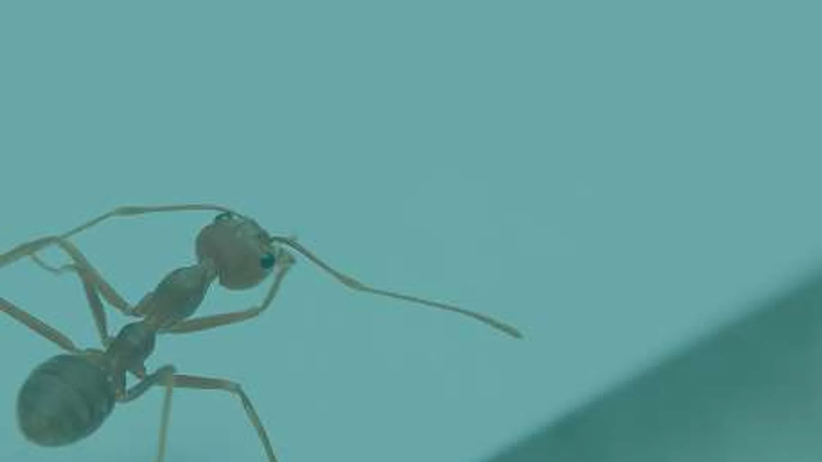 Close-up macro photo of a single ant walking on a smooth blue surface with visible antennae and legs.