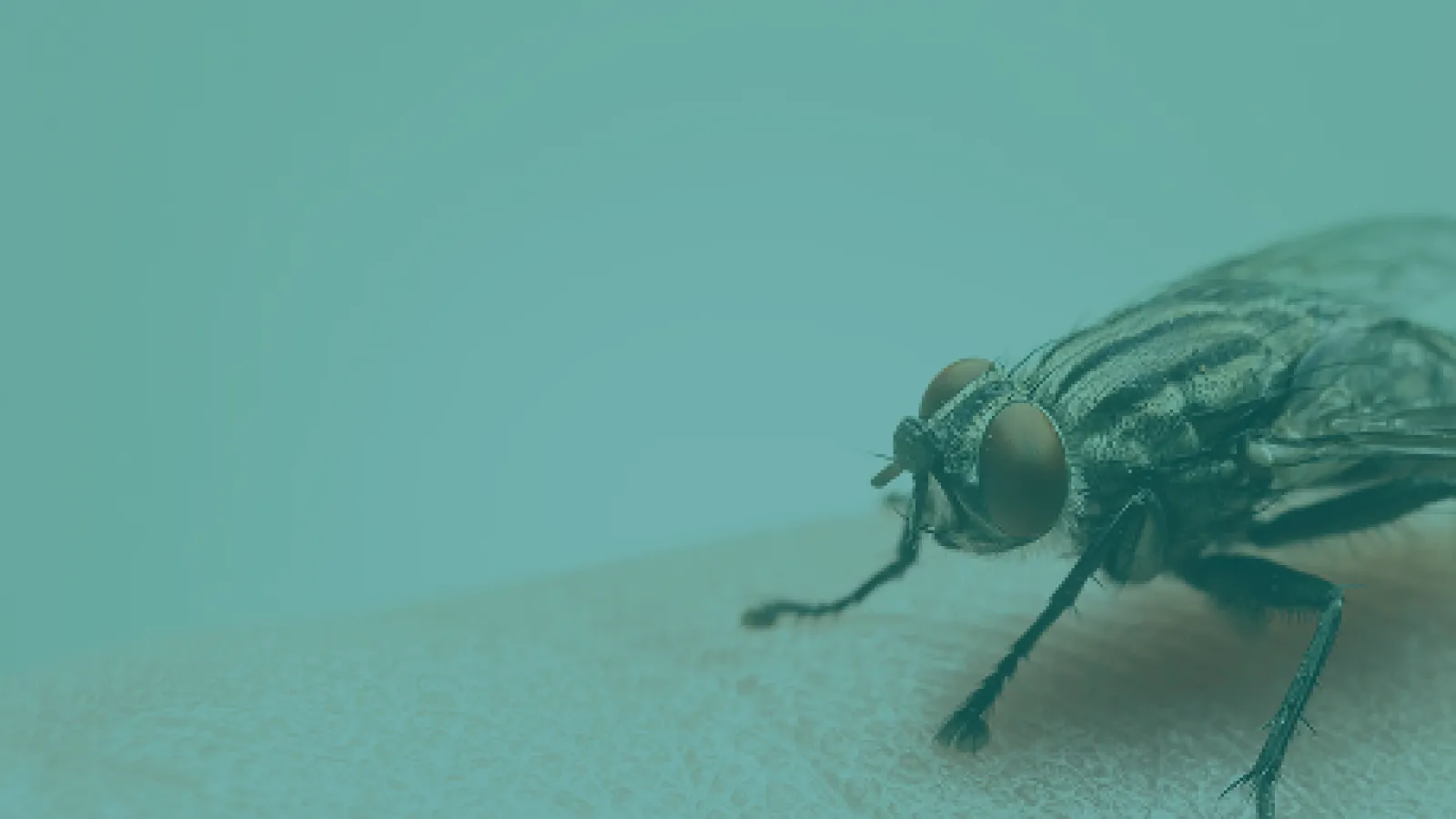Close-up of a fly resting on a hand with a soft blue-green background.