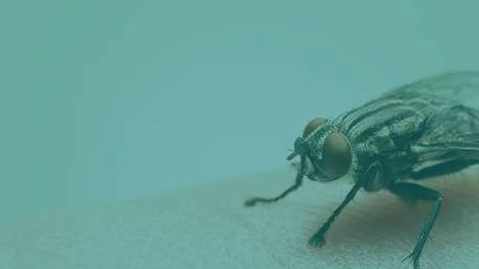 Close-up of a housefly perched on human skin with detailed eyes and legs visible against a soft blue background