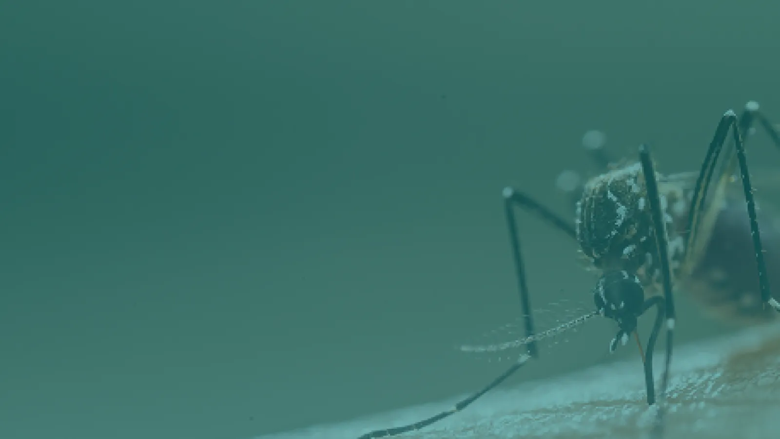Close-up of a mosquito on skin, highlighting its delicate features and feeding behavior.