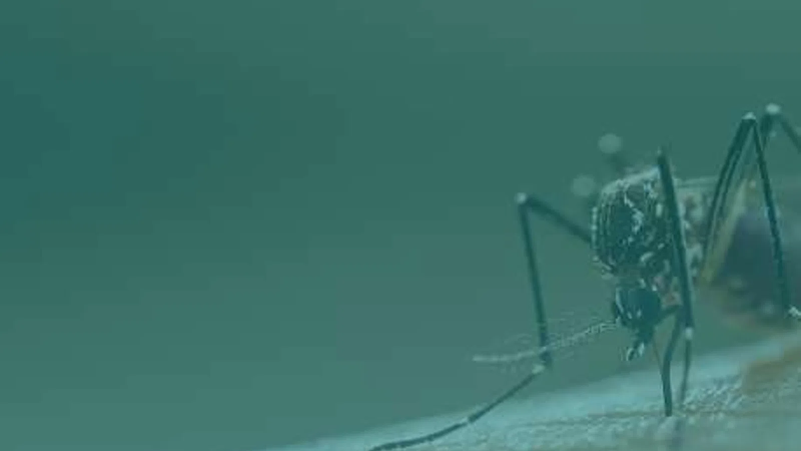 Close-up of a mosquito feeding on human skin with a blurred teal background.