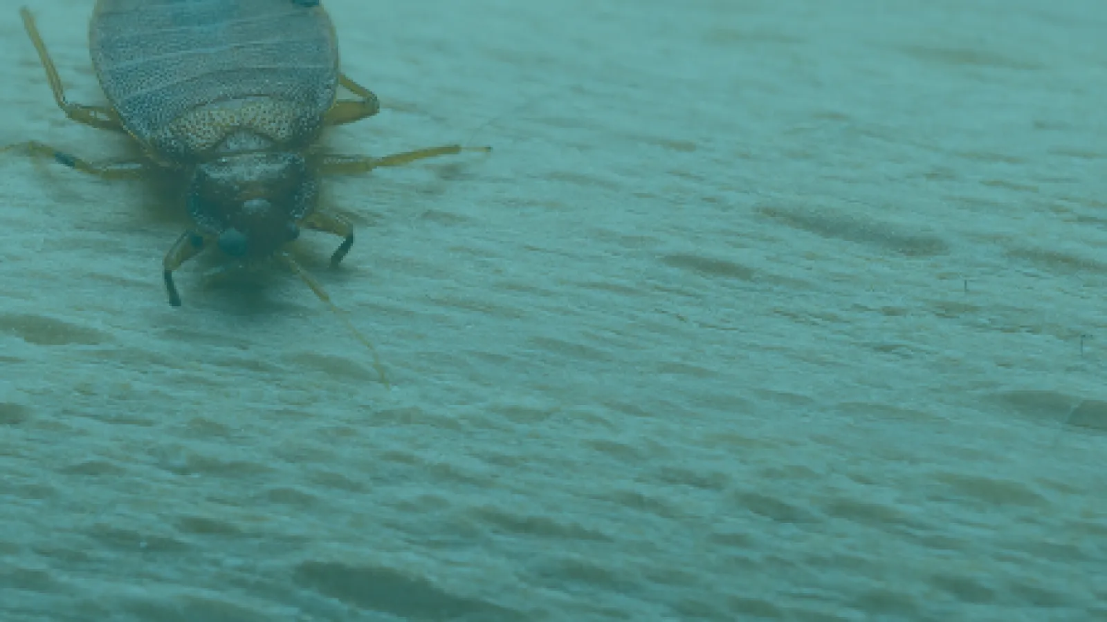 Close-up of a bedbug crawling on a textured surface, highlighting its distinct features.