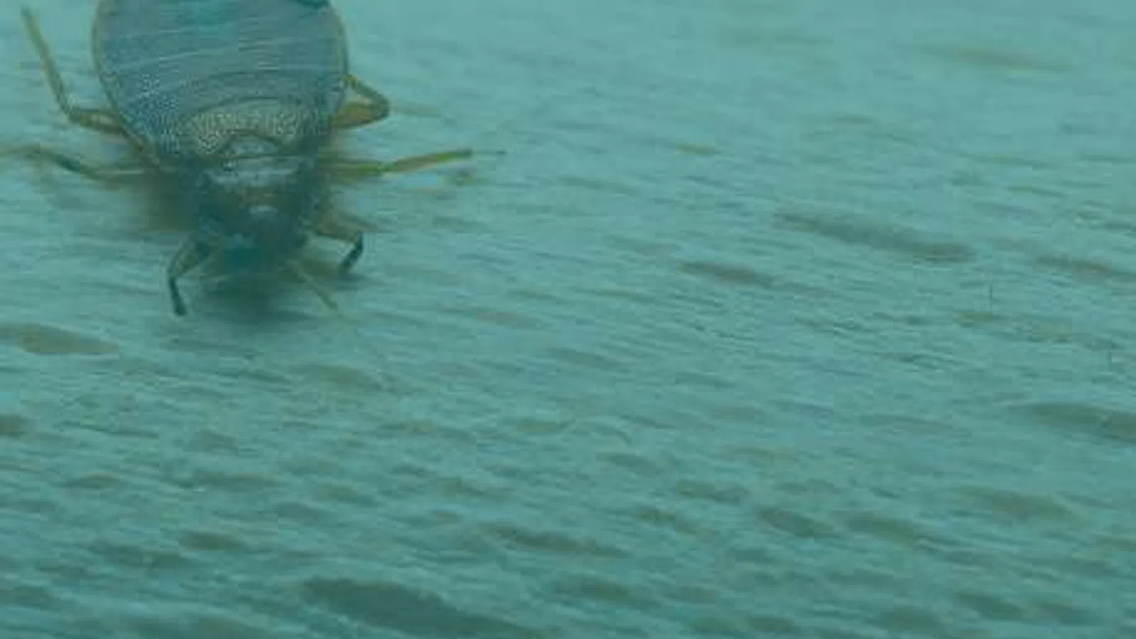 Close-up of a small brown bed bug crawling on a textured wooden surface with a blue-green tint.