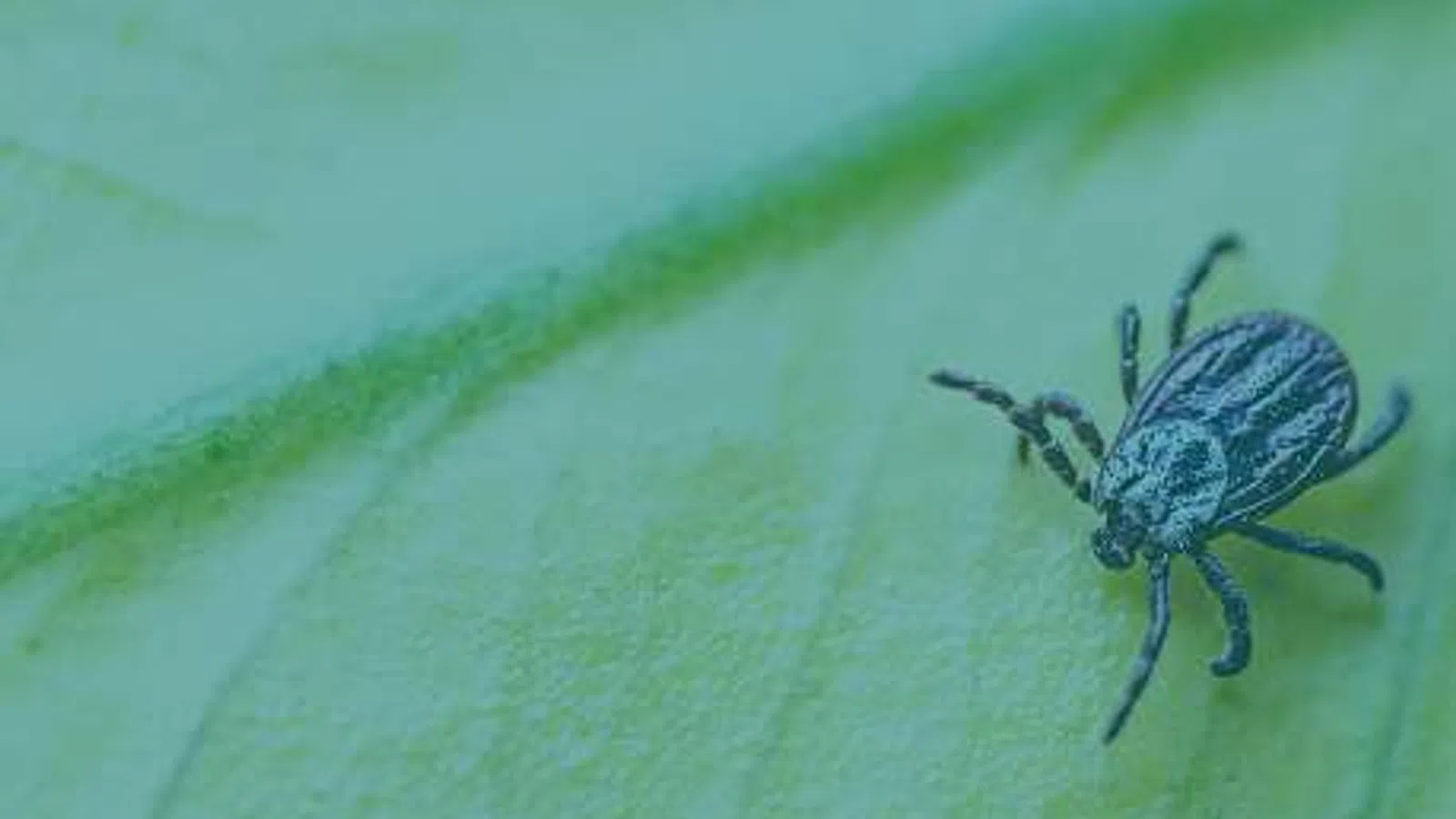 Close-up of a black and white striped tick on a light green leaf surface under natural light.