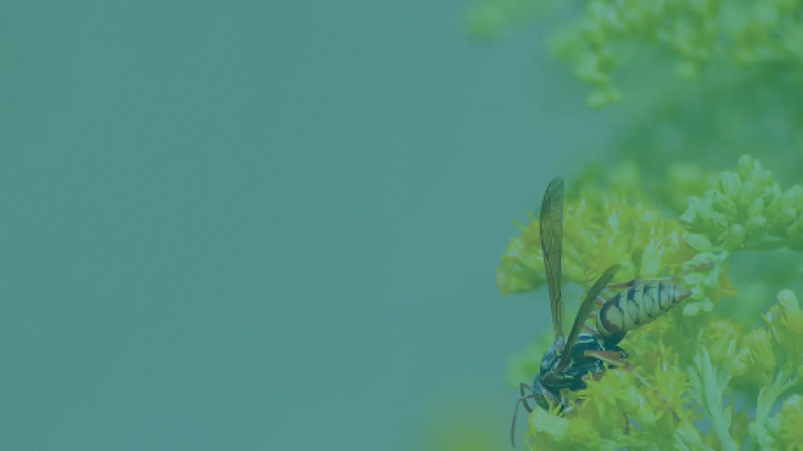 Close-up of a black wasp resting on delicate green flowers against a soft green background.
