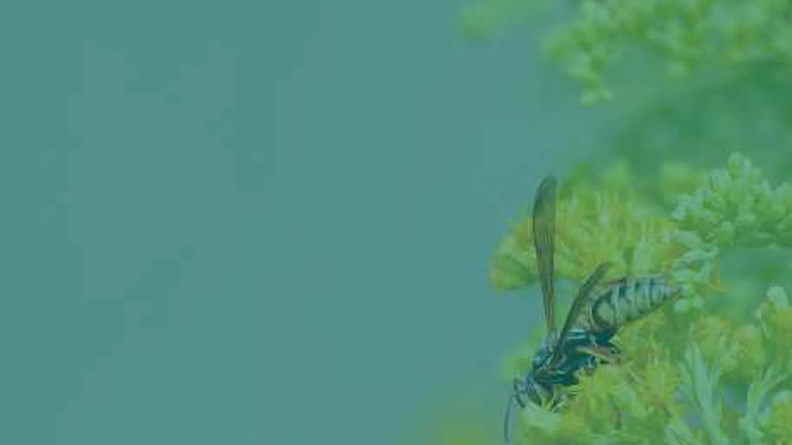 Close-up of a wasp perched on yellow-green flowers with soft greenish-blue background.
