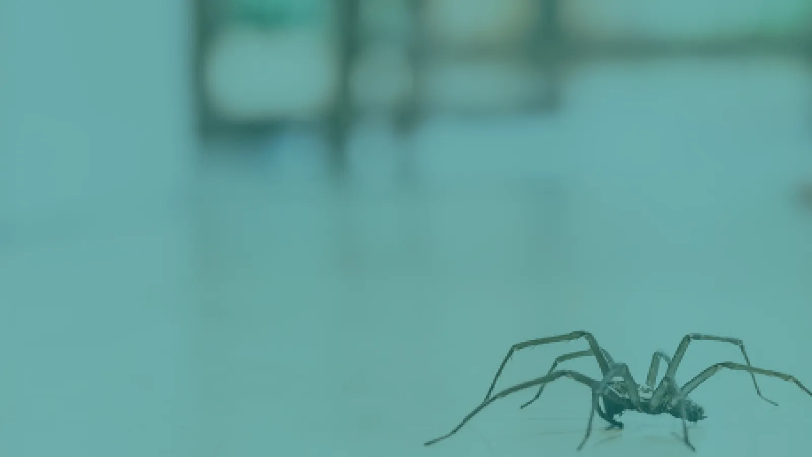 A spider crawling on a smooth, light surface with a blurred background.