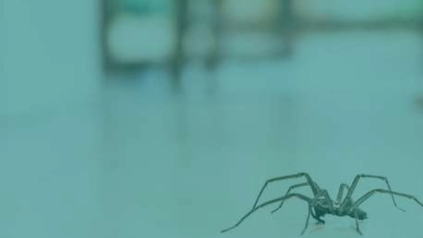 Close-up of a spider walking on a smooth surface with a blurred blue-green background.